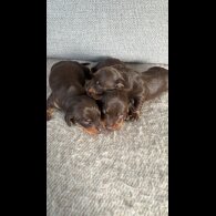 Dachshund (Standard &amp; Miniature) - Both