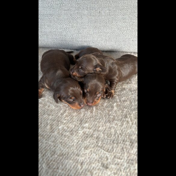 Dachshund (Standard &amp; Miniature) - Both