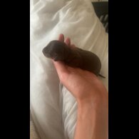 Dachshund (Standard &amp; Miniature) - Both