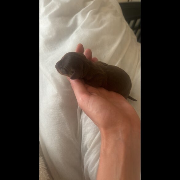 Dachshund (Standard &amp; Miniature) - Both