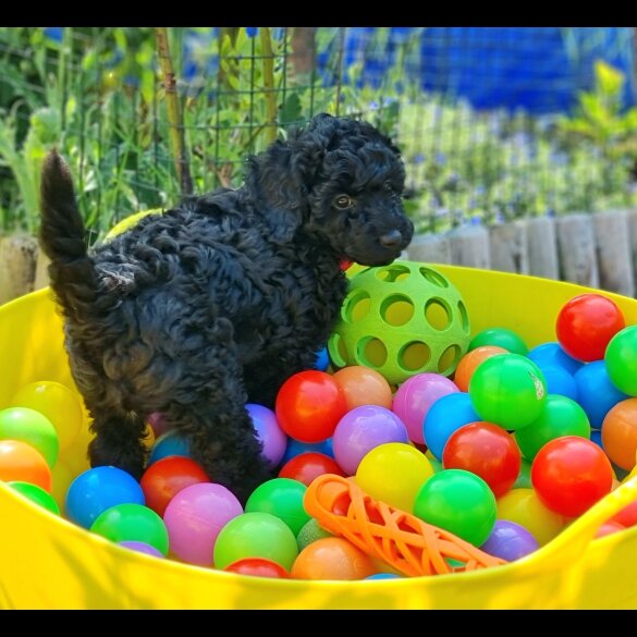 Miniature Poodle - Both