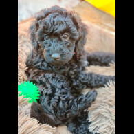 Miniature Poodle - Both