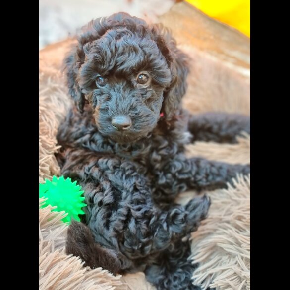 Miniature Poodle - Both