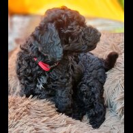 Miniature Poodle - Both