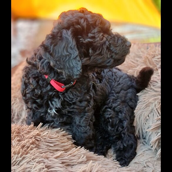 Miniature Poodle - Both