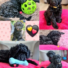 Miniature Poodle - Both