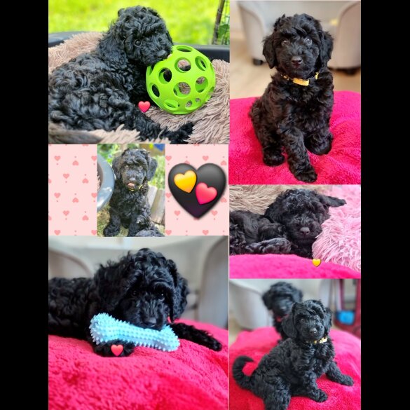 Miniature Poodle - Both