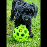 Miniature Poodle - Both