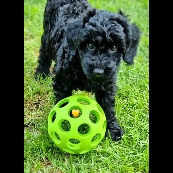 Miniature Poodle - Both