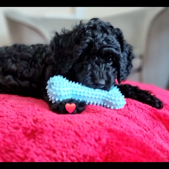 Miniature Poodle - Both