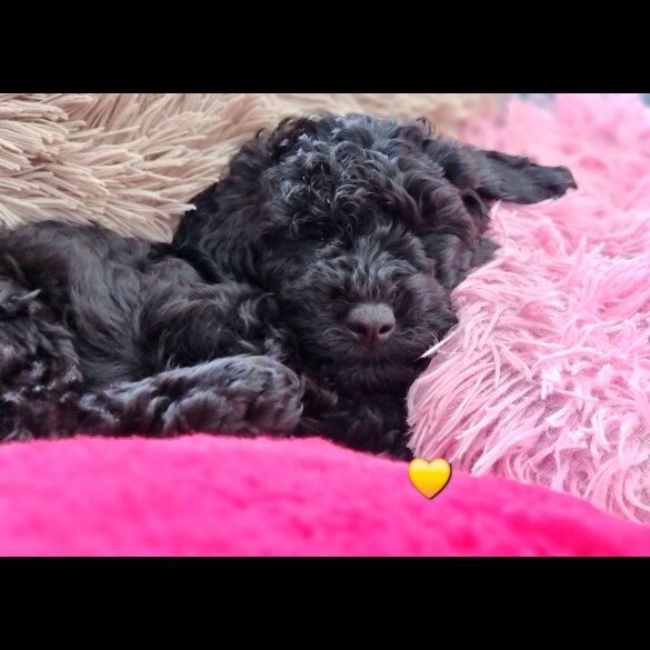 Miniature Poodle - Both