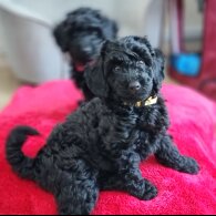 Miniature Poodle - Both