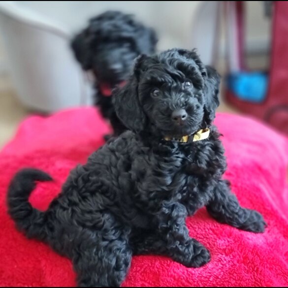 Miniature Poodle - Both