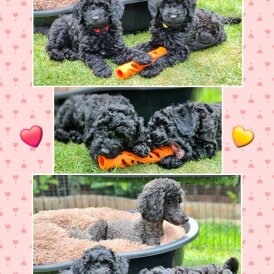 Miniature Poodle - Both