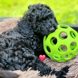 Miniature Poodle - Both