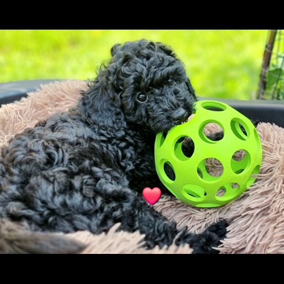 Miniature Poodle - Both
