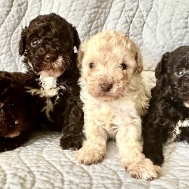 Miniature Poodle - Both