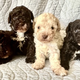 Miniature Poodle - Both