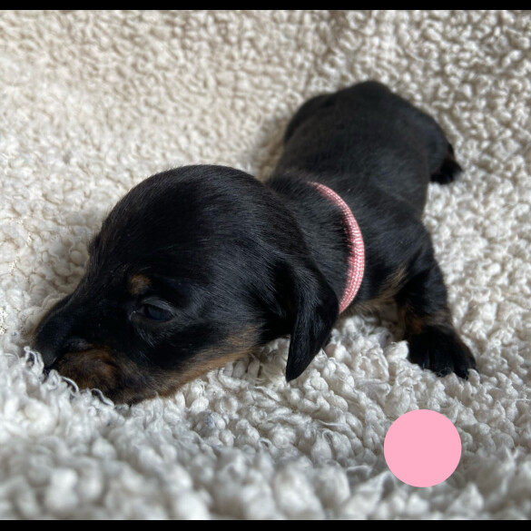 Dachshund (Standard &amp; Miniature) - Both