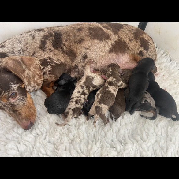 Dachshund (Standard &amp; Miniature) - Both