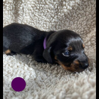 Dachshund (Standard &amp; Miniature) - Both