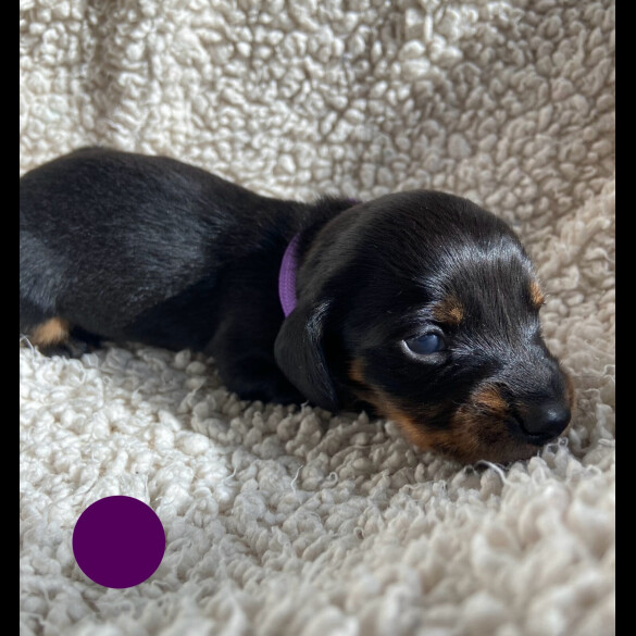 Dachshund (Standard &amp; Miniature) - Both