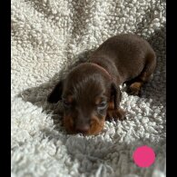 Dachshund (Standard &amp; Miniature) - Both