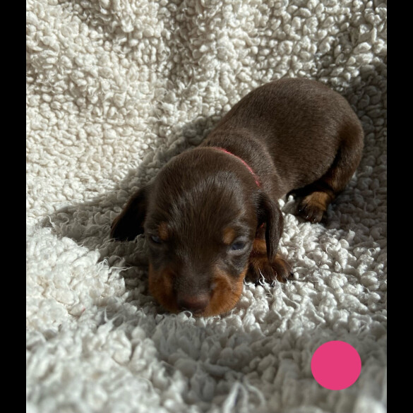 Dachshund (Standard &amp; Miniature) - Both