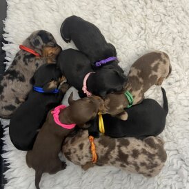 Dachshund (Standard &amp; Miniature) - Both