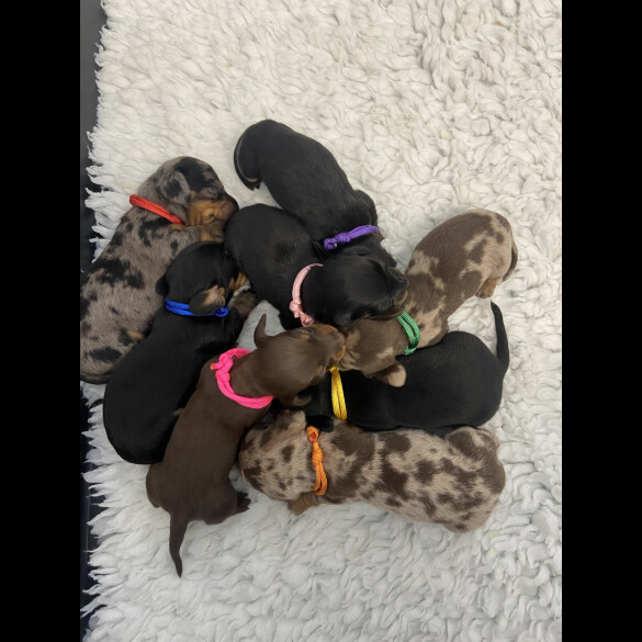 Dachshund (Standard &amp; Miniature) - Both