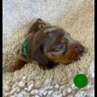 Dachshund (Standard &amp; Miniature) - Both