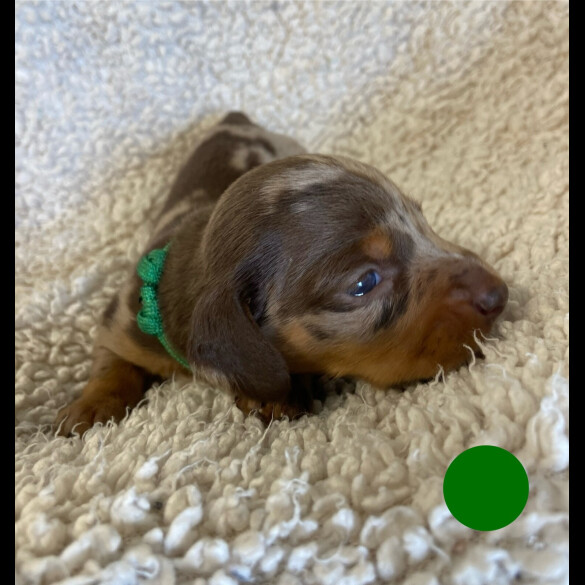 Dachshund (Standard &amp; Miniature) - Both