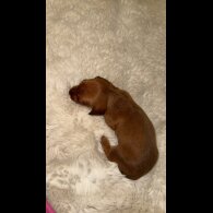Dachshund (Standard &amp; Miniature) - Bitches