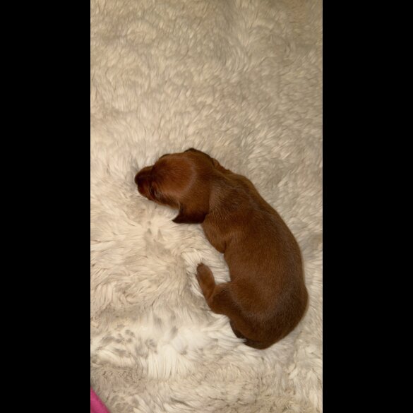 Dachshund (Standard &amp; Miniature) - Bitches
