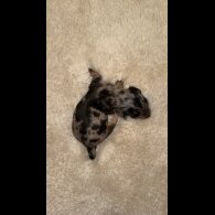 Dachshund (Standard &amp; Miniature) - Bitches