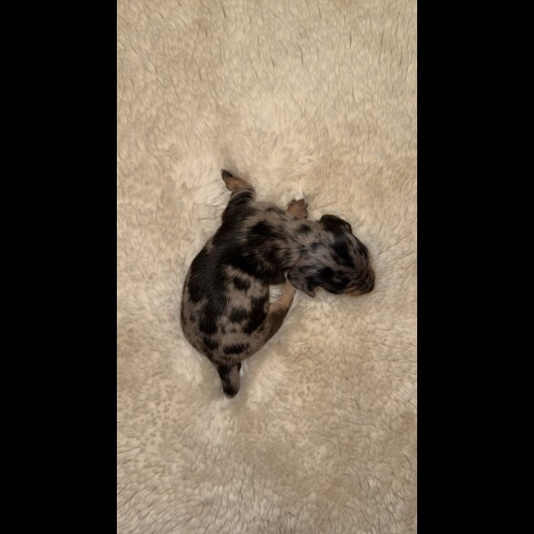 Dachshund (Standard &amp; Miniature) - Bitches