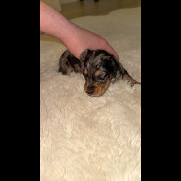 Dachshund (Standard &amp; Miniature) - Bitches