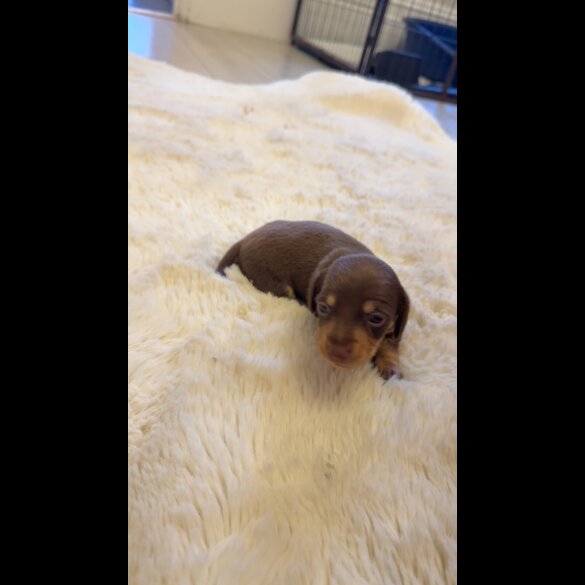 Dachshund (Standard &amp; Miniature) - Bitches