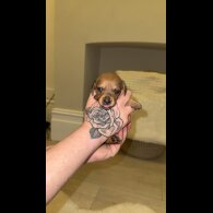 Dachshund (Standard &amp; Miniature) - Bitches