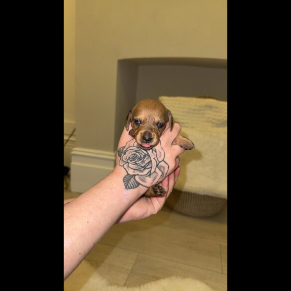 Dachshund (Standard &amp; Miniature) - Bitches