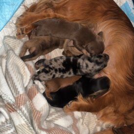 Dachshund (Standard &amp; Miniature) - Bitches