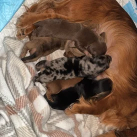 Dachshund (Standard &amp; Miniature) - Bitches