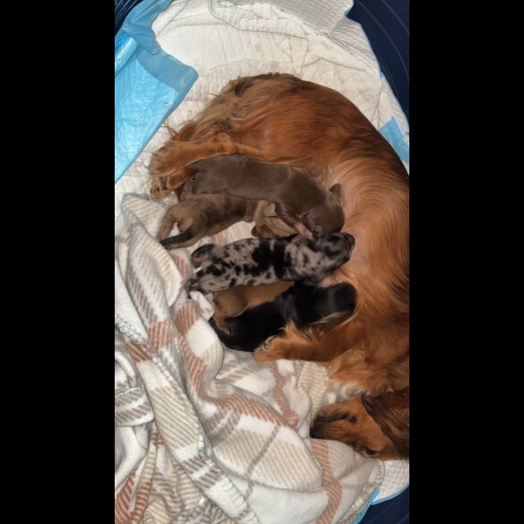 Dachshund (Standard &amp; Miniature) - Bitches