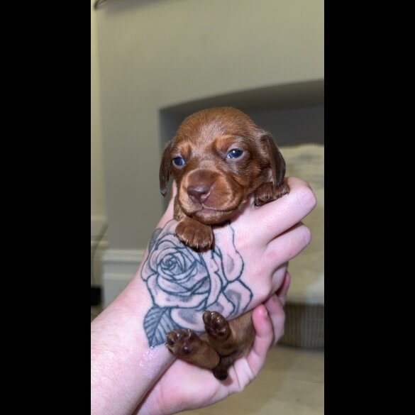 Dachshund (Standard &amp; Miniature) - Bitches