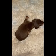 Dachshund (Standard &amp; Miniature) - Bitches