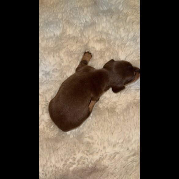 Dachshund (Standard &amp; Miniature) - Bitches