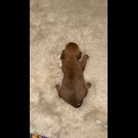 Dachshund (Standard &amp; Miniature) - Bitches