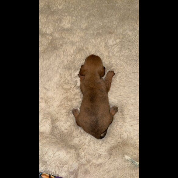 Dachshund (Standard &amp; Miniature) - Bitches