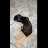 Dachshund (Standard &amp; Miniature) - Bitches