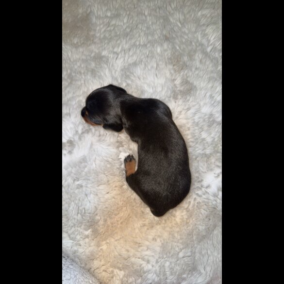 Dachshund (Standard &amp; Miniature) - Bitches